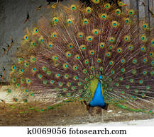 Peacock Peacock