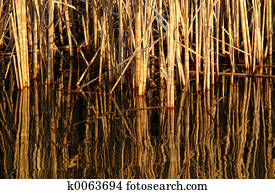 Reed Photos | Our Top 1000+ Reed Stock Images | Fotosearch