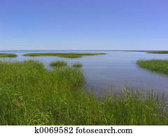 salt marsh salt marsh