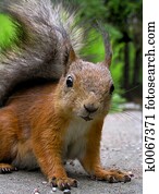 Squirrel Squirrel