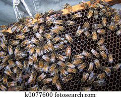 Bee Hive