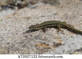 Common wall lizard on a wall