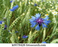 cornflower