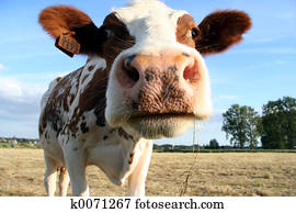 cow cow
