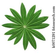 Lupin photos  our top 1000 lupin stock images  fotosearch Lupin photos  our top 1000 lupin stock images  fotosearch