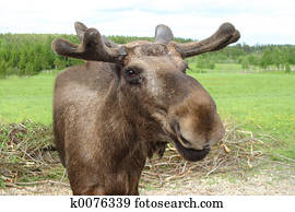 Moose talking Moose talking
