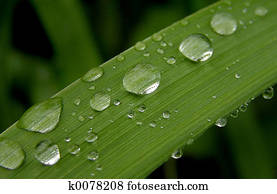 Rain Rain