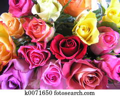 rainbow roses rainbow roses