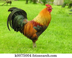 Rooster Rooster