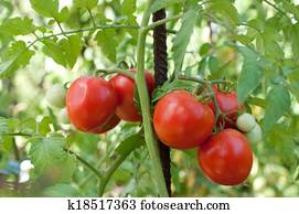 Tomatoes Tomatoes
