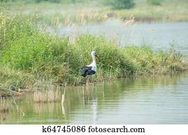 White Stork