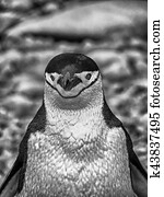 A Chinstrap penguin