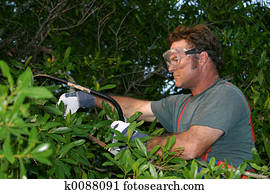 aparando, a, árvore