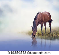 Brown horse drinking water Brown horse drinking water