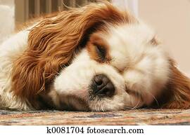 Cavalier Cavalier