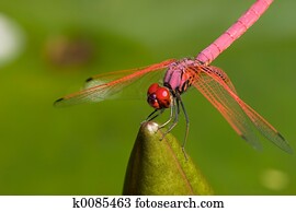 Dragon Fly Dragon Fly