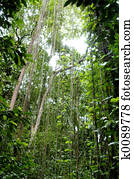 Rainforest Rainforest