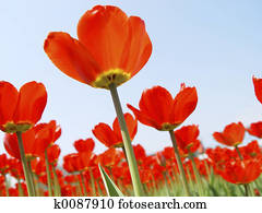 red tulips red tulips