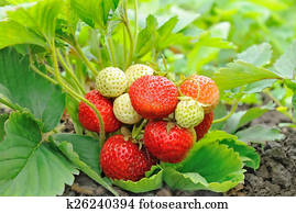 Strawberry Strawberry