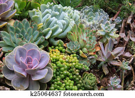 Succulents