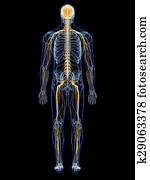 The nervous system The nervous system