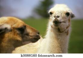 two llamas two llamas