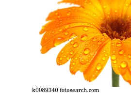 חיננית של גארבאר, מקרו, עם, טיפונות