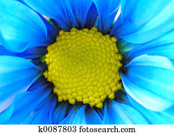 פרח צהוב כחול