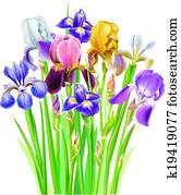 ריח, של, קשתית העין, פרוח