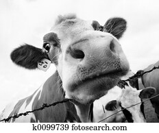 Cow mouth Cow mouth