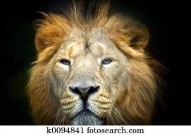 lion lion