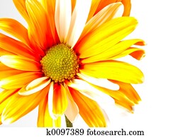 Orange Daisy Orange Daisy