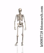 Skeleton. Skeleton.