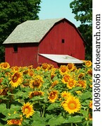 sunflower sunflower