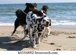 3 dogs running 3 dogs running