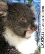 Koala Bear Photos | Our Top 1000+ Koala Bear Stock Images | Fotosearch