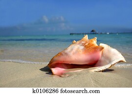 Beach Conch Beach Conch