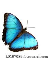 Blue Blue