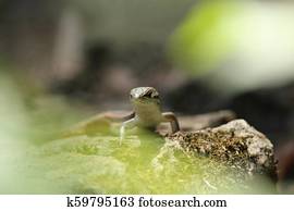 Closeup of cute Iberian Wall Lizard, or Podarcis hispanica, looking at camera. Found in Paiva Walkways, Portugal