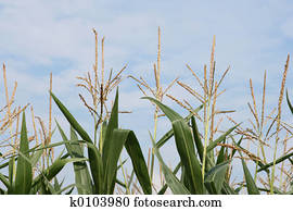 corn