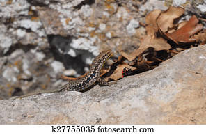 Crimean rock lizard