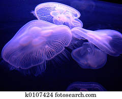 Jelly Good Jelly Good