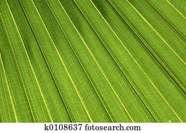 Palm leaf