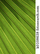 Palm leaf