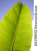Palm Leaf