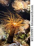 Windy Coral Windy Coral