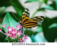 Butterfly Butterfly