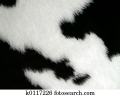 cow cow
