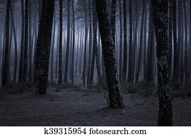 Dark foggy forest