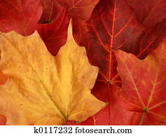 fall leaves fall leaves